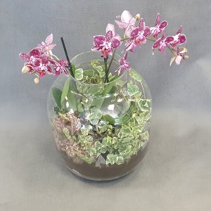 Las w słoiku z mieszanych roślin