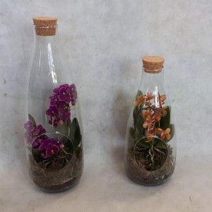 Las w słoiku z Orchideą