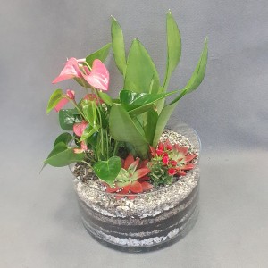 Las w słoiku z Anturium