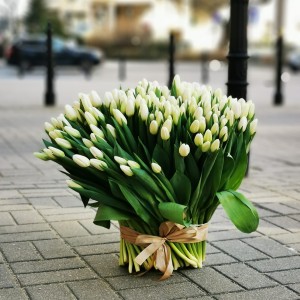 Jeszcze więcej Tulipanów